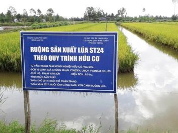 Gạo lúa tôm là gì?