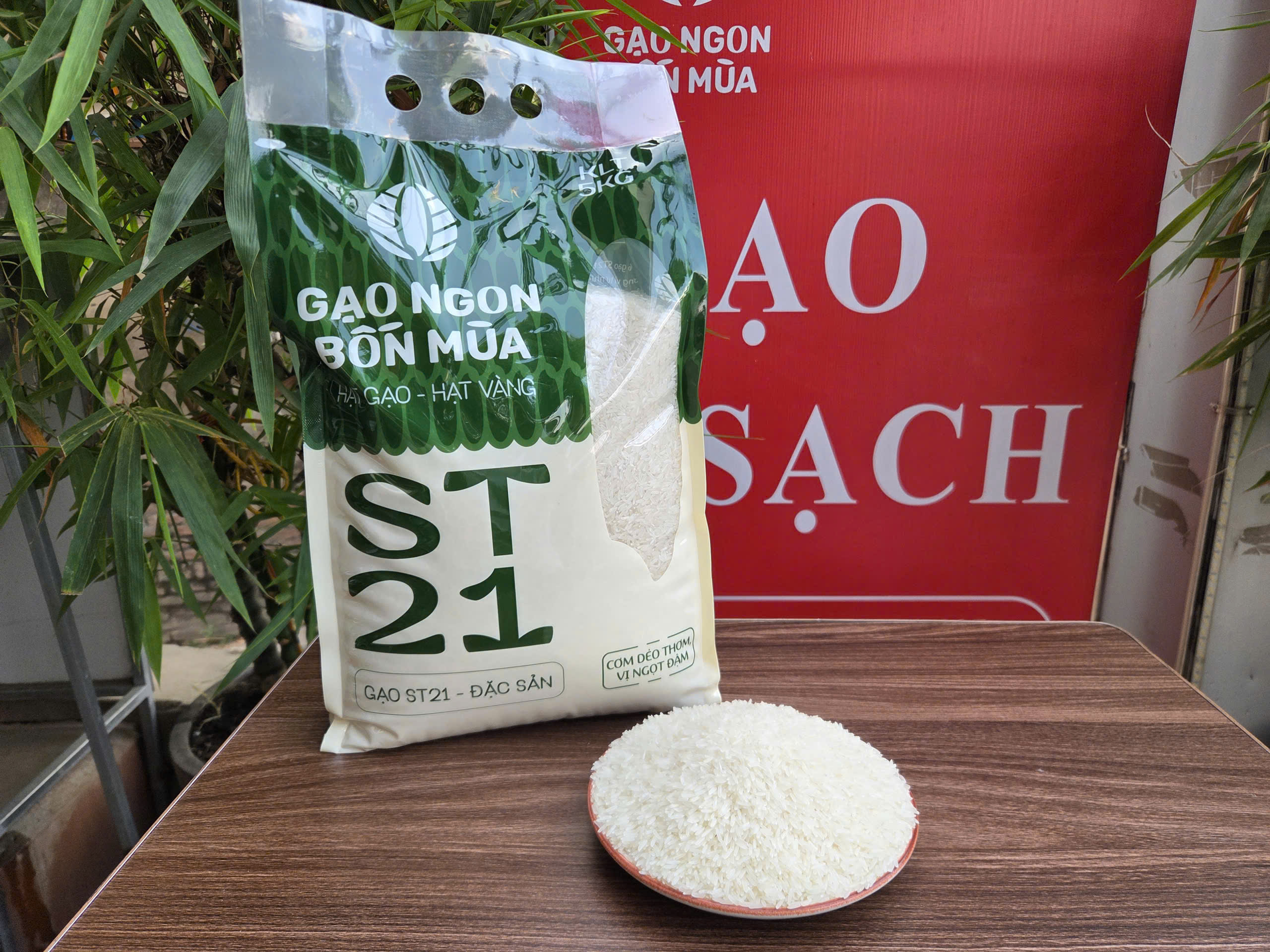 GẠO ST21