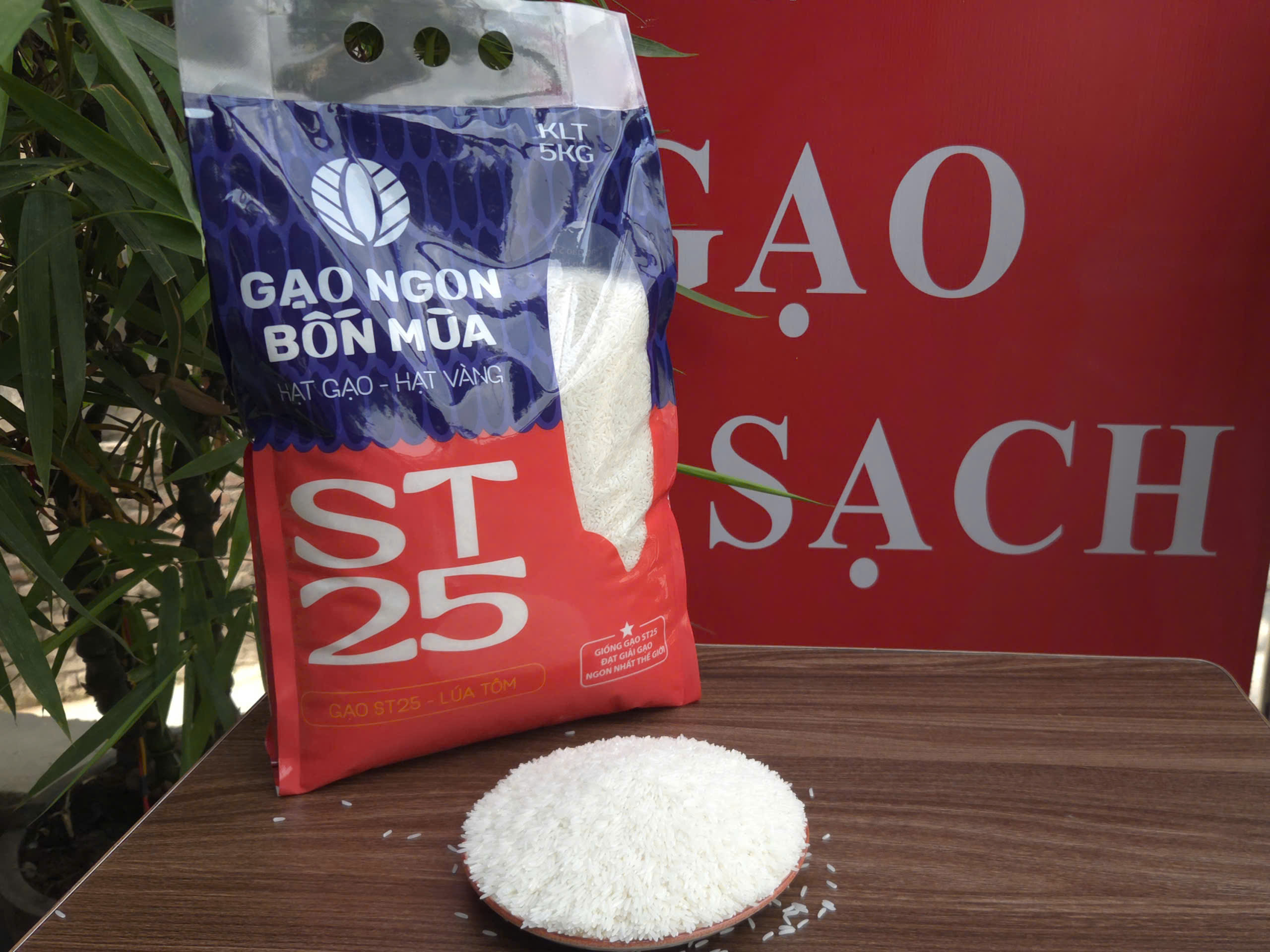GẠO ST25 LÚA TÔM