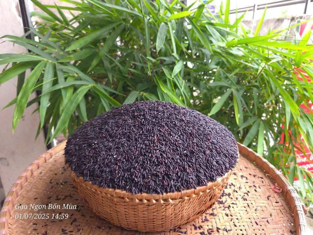 GẠO LỨT ĐEN
