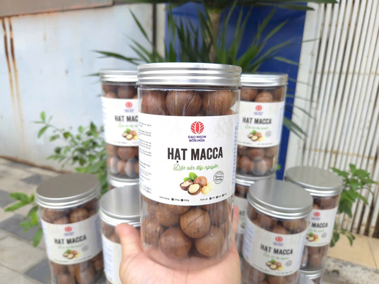 HẠT MACCA