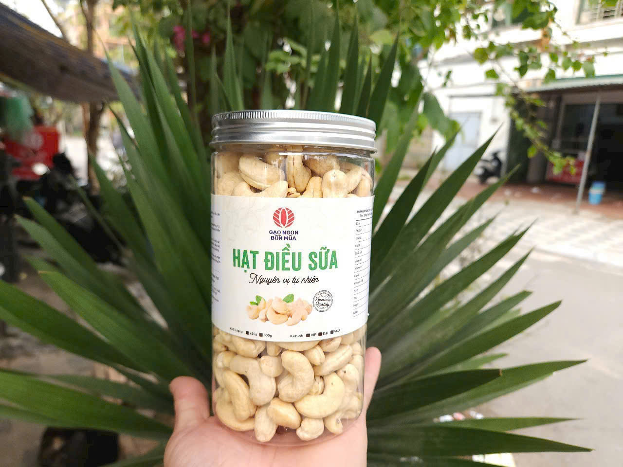 HẠT ĐIỀU SỮA