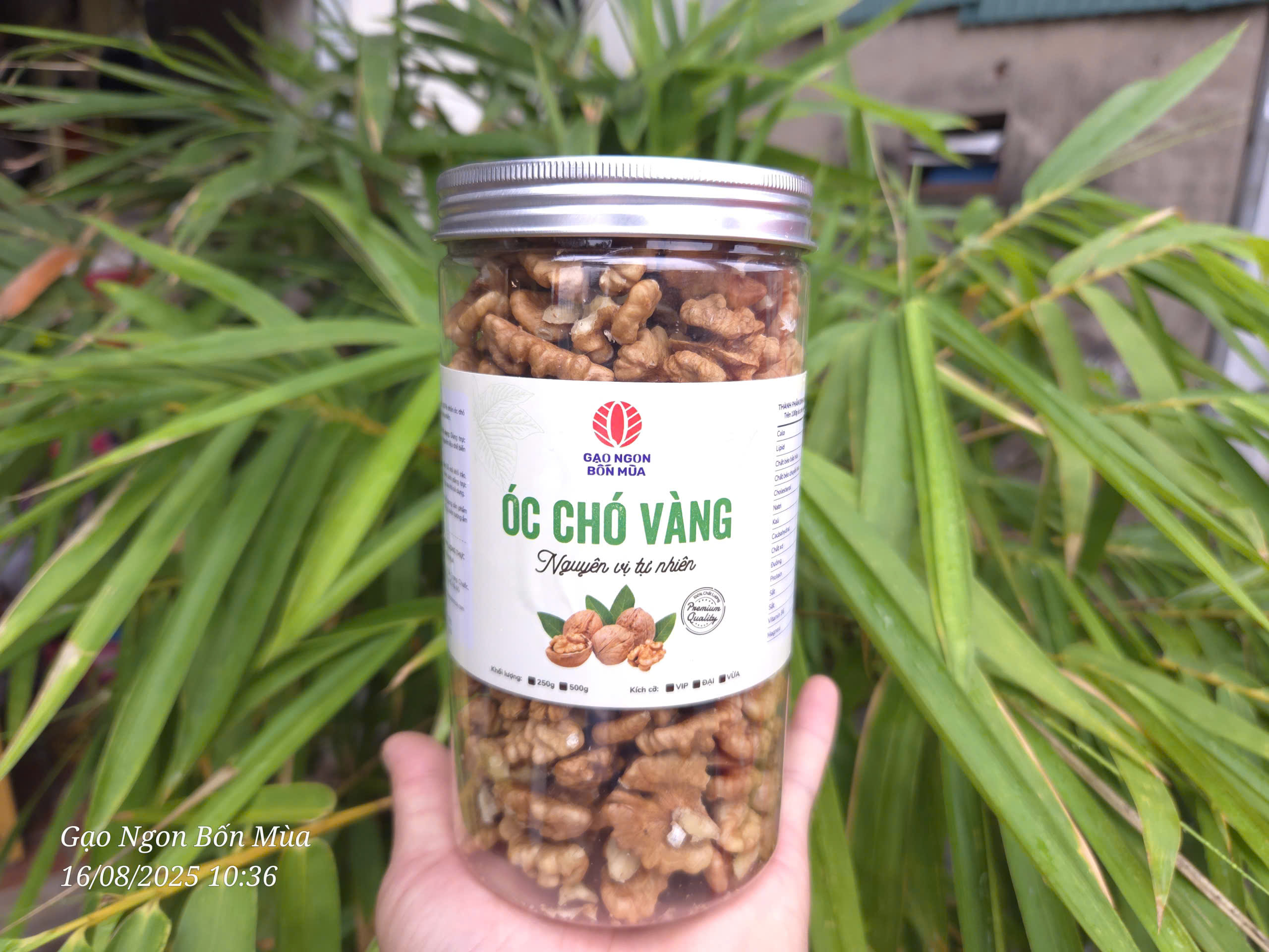 NHÂN ÓC CHÓ VÀNG