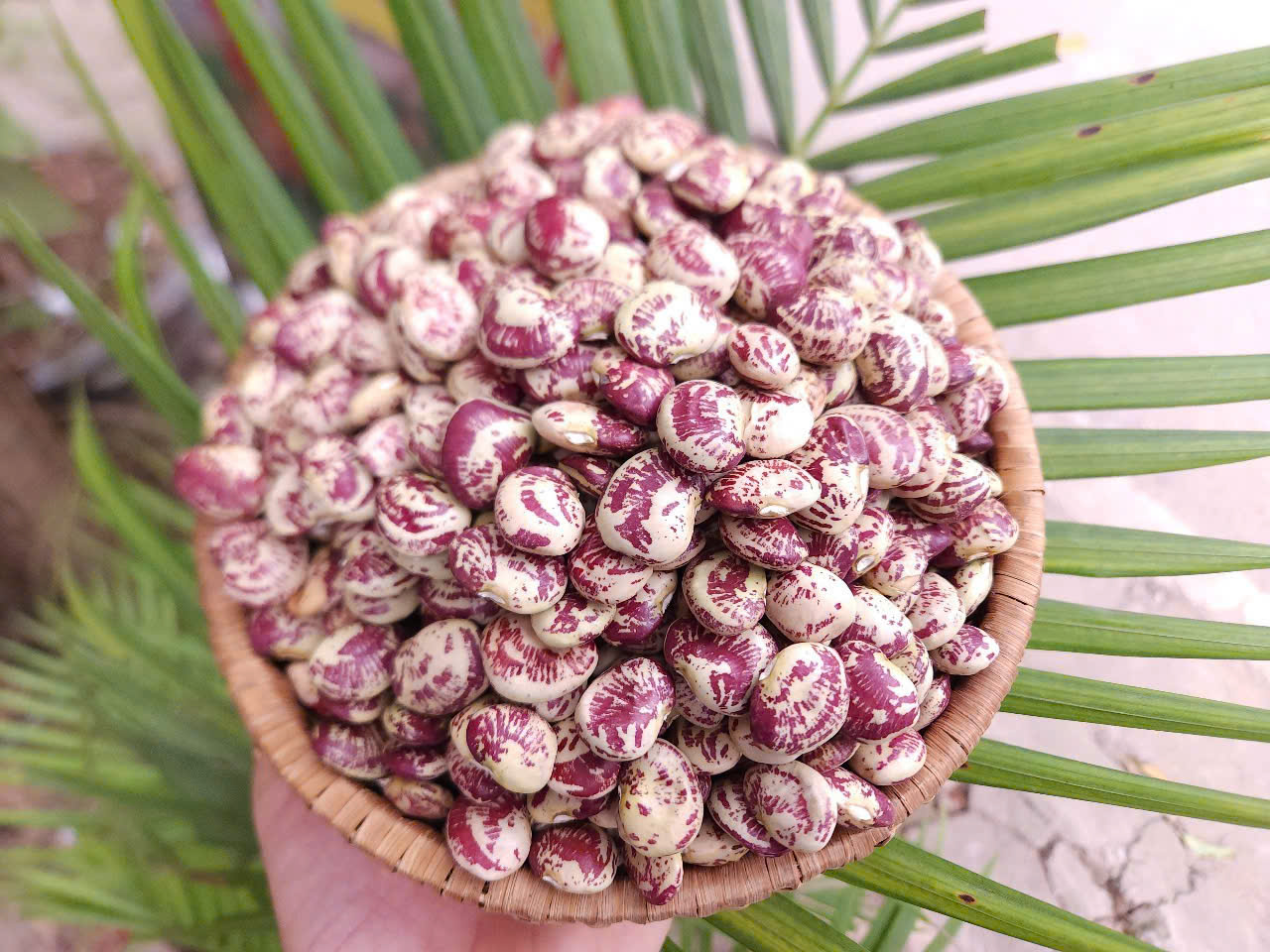 ĐẬU NGỰ