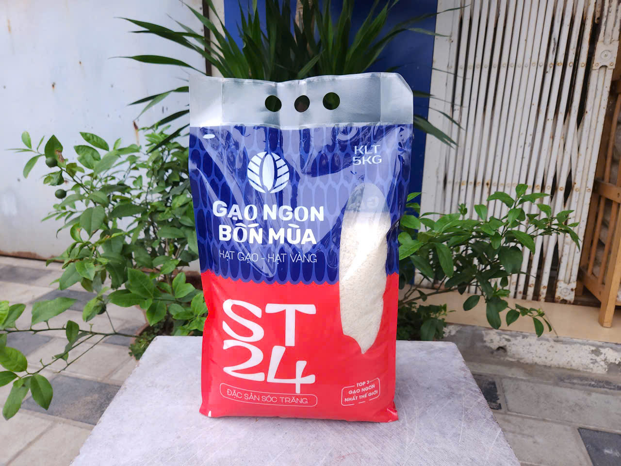 GẠO ST24 SÓC TRĂNG